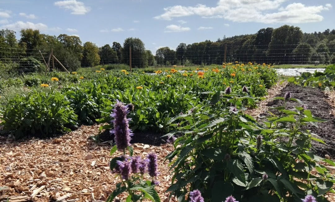 A new herb garden in Uppsala