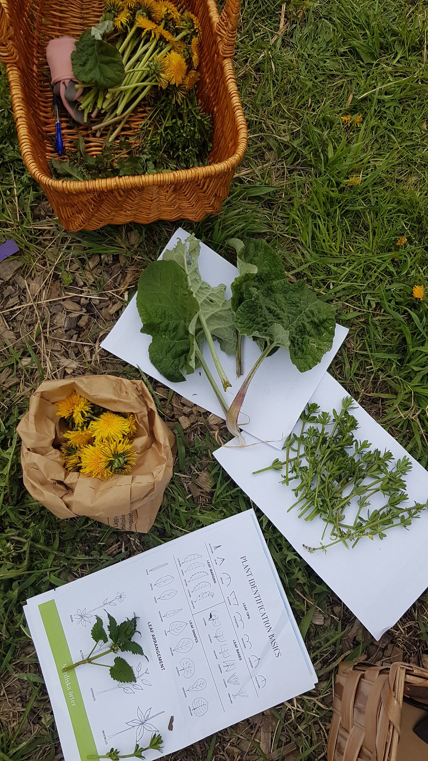 Spring Foraging Walk - Vild vandring