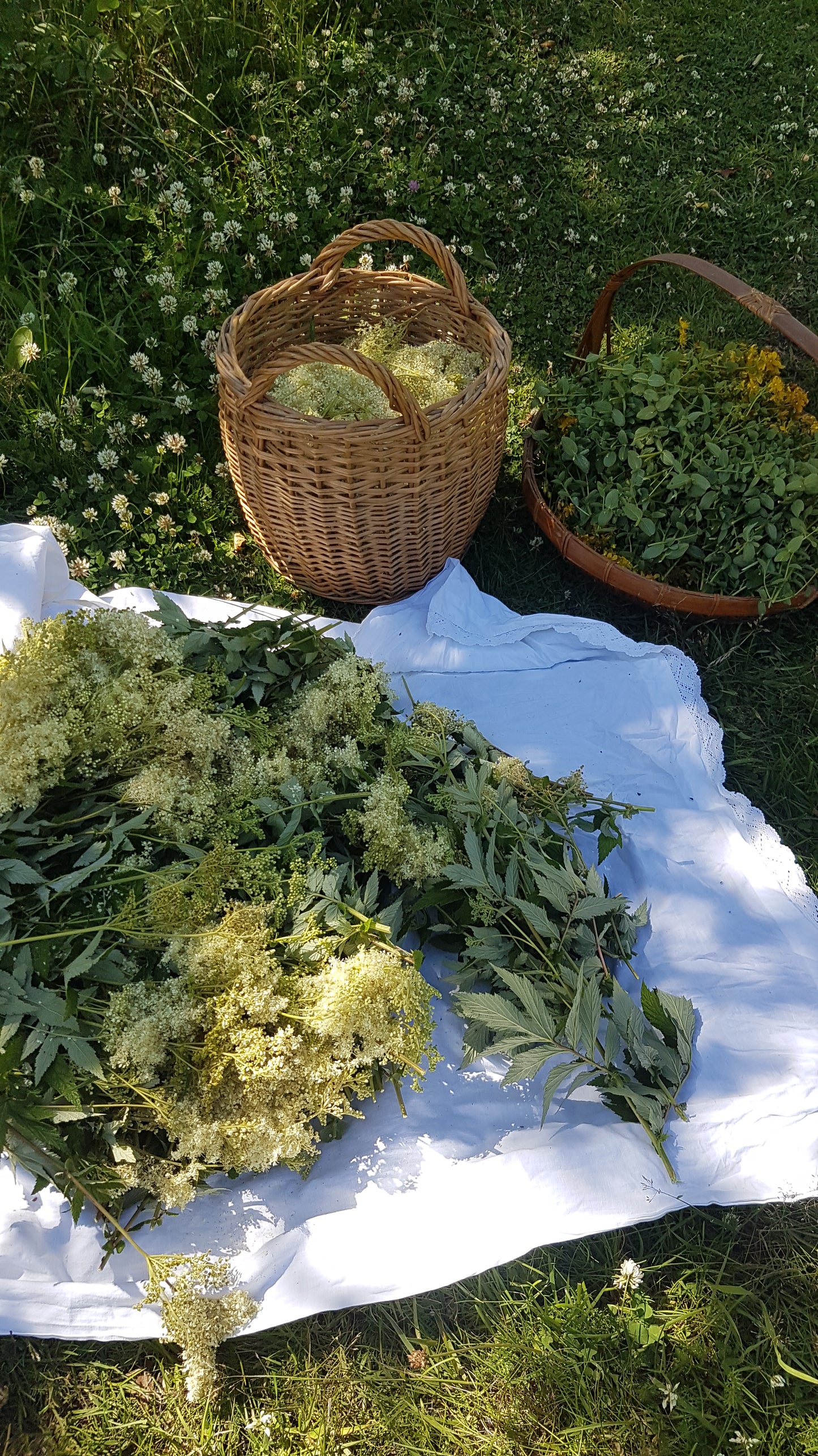 Summer Foraging Walk - Vild vandring