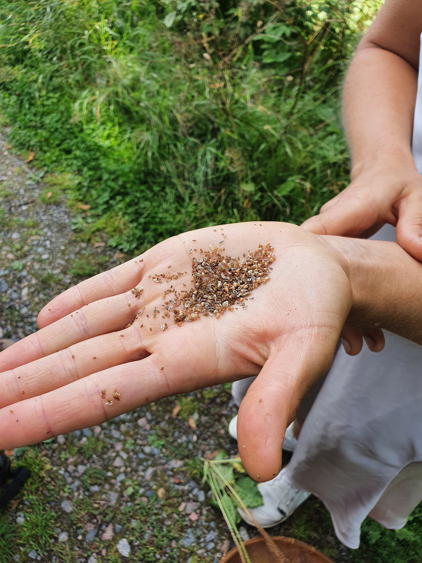 Fall Foraging Walk - Vild vandring