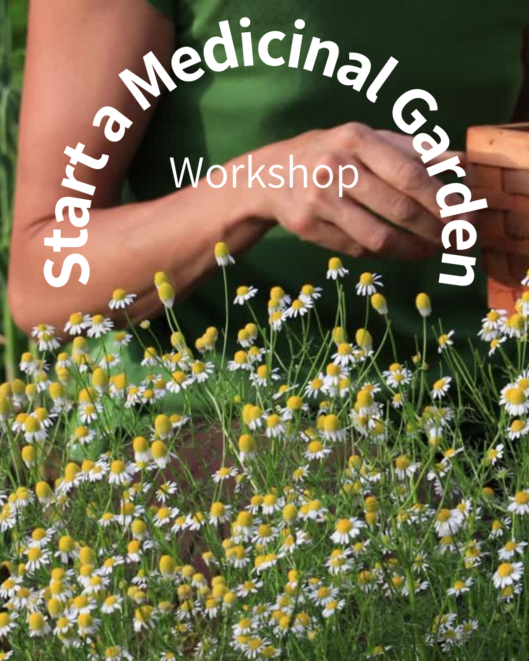 Start your own medicinal garden