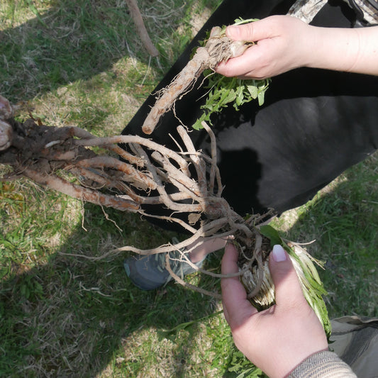 Fall Foraging Walk - Vild vandring